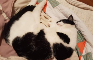 Black and white cat, curled up asleep on a bed