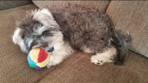 Small dog laying on a couch with a toy