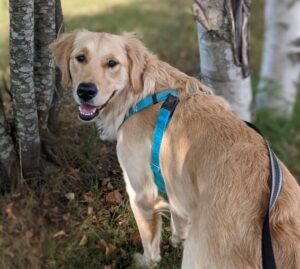 A golden retriever dog in a blue harness. It is looking back over it's shoulder at the camera. It has on a blue harness. The background is green grass and birch trees.